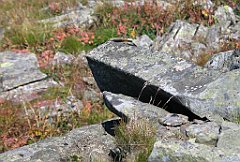 2729_Na_BG_goloborze