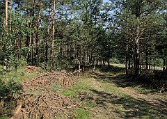 2010_08_11_Ogorzelnik_Morsko