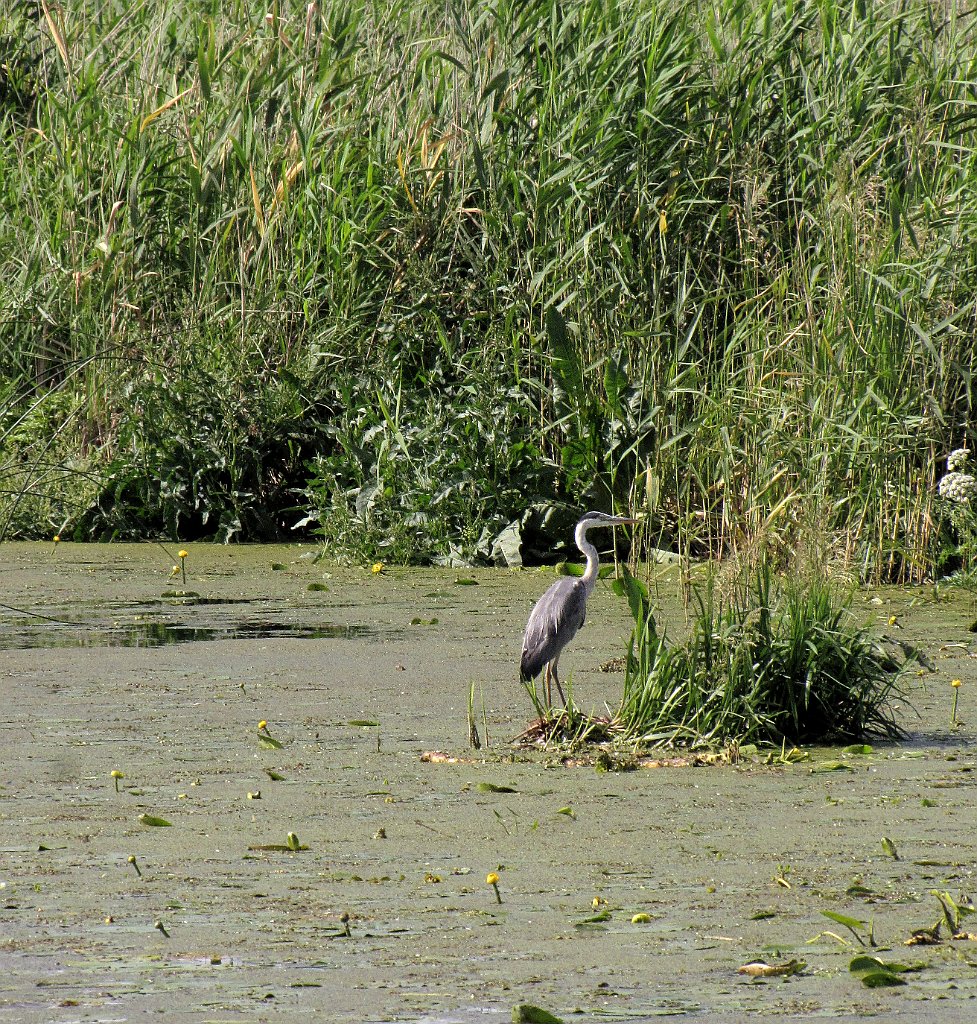 2012-07-02_16-27-03_IMG_x27110_cr.jpg -                                