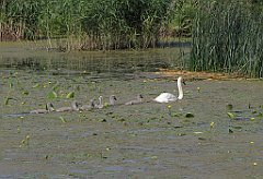 2012-07-02_16-30-09_IMG_x27116_cr