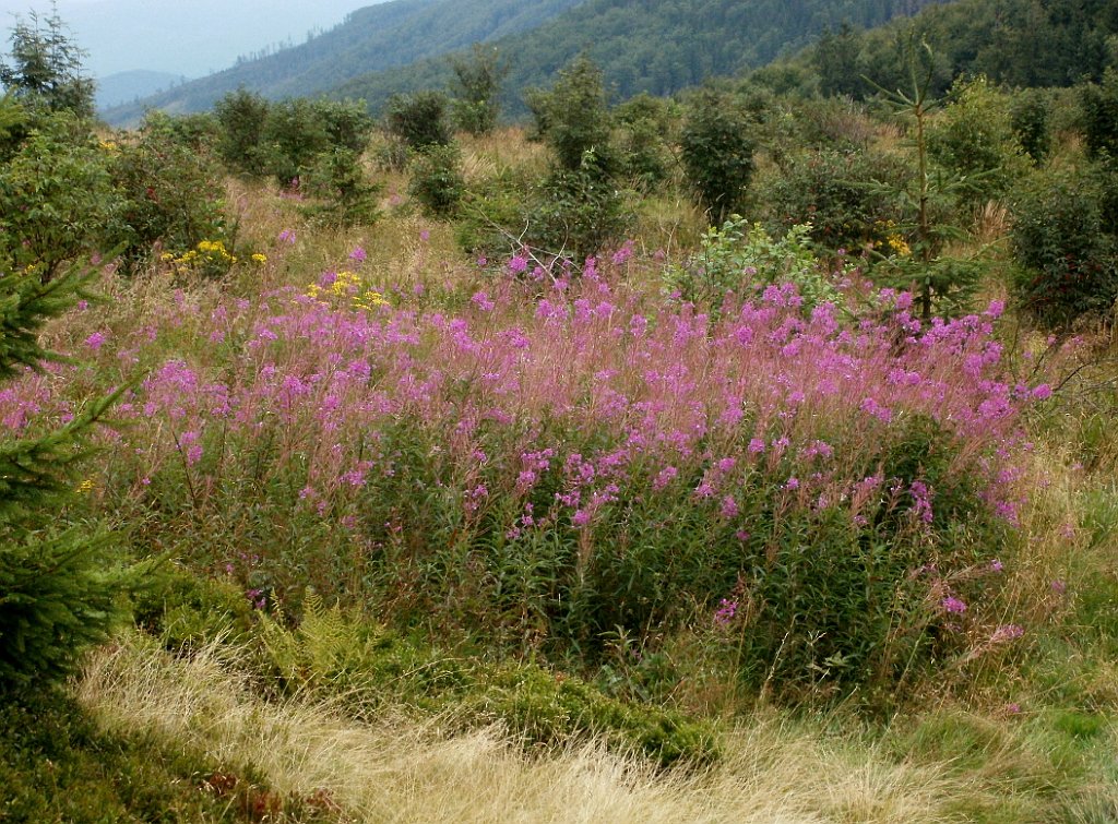 IMG_x29814_X44_P08150291_cr.jpg - OLYMPUS DIGITAL CAMERA         