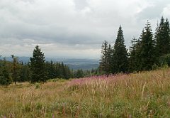 IMG_x29814_X44_P08150292_cr