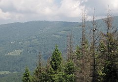 IMG_x40196_cr