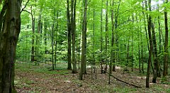 114_TZ60_P1010981_cr