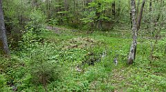 206_TZ60_P1020061_cr