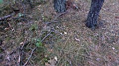 020_TZ60_P1040440_cr