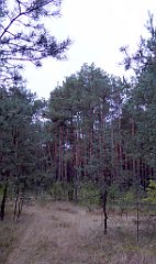 021_TZ60_P1040441_cr