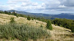 361_TZ60_P1050148_cr