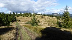 367_TZ60_P1050155_cr