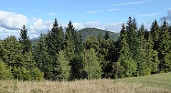 398_TZ60_P1050182_cr