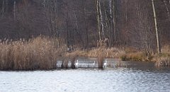 136_TZ60_P1060444_cr