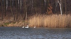 139_TZ60_P1060447_cr