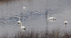 077_TZ60_P1080838_cr