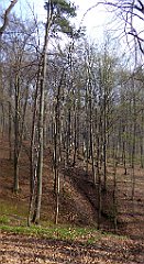 050_TZ60_P1090791_cr