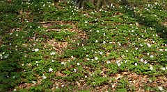 126_TZ60_P1090854_cr