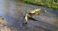 137_TZ60_P1090863_cr