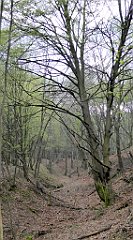 062_TZ60_P1100214_cr