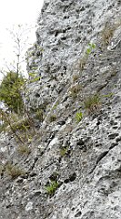 276_TZ60_P1100423_cr