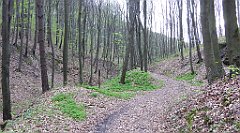 509_TZ60_P1100606_cr