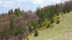 156_TZ60_P1100922_cr