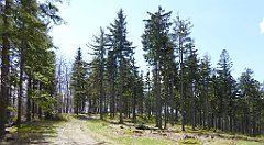 204_TZ60_P1100991_cr