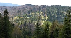 240_TZ60_P1110037_cr