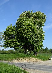 068_TZ60_P1110240_cr