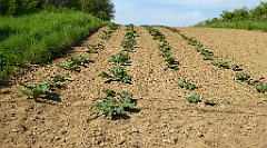 090_TZ60_P1110264_cr