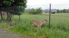 0001b_TZ60_P1110533_cr