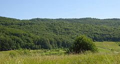 0145_TZ60_P1110719_cr