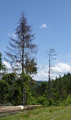 0252_TZ60_P1120151_cr