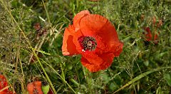 0050_TZ60_P1120259_cr