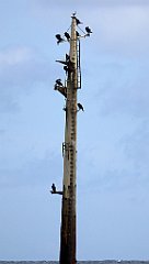 0293_TZ60_P1120625_cr