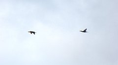 0211_TZ60_P1140030_cr