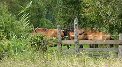 0277_TZ60_P1140074_cr