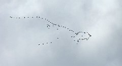 0560_TZ60_P1140186_cr