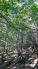 0025_TZ60_P1140221_cr