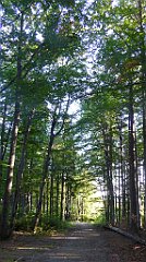 0045_TZ60_P1140232_cr