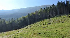 0081_TZ60_P1140256_cr