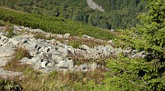 0323_TZ60_P1140439_cr