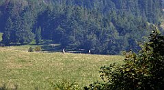 587_TZ60_P1140905_cr