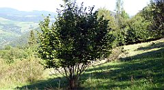 599_TZ60_P1140912_cr