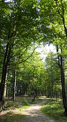 0206_TZ60_P1150434_cr