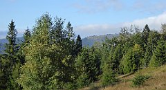 119_TZ60_P1150921_cr