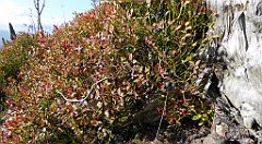 150_TZ60_P1150942_cr