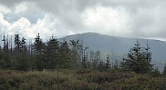 316_TZ60_P1150986_cr