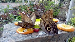 237_A806_IMG_20170513_125348