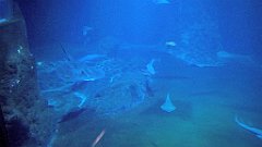 123_A806_IMG_20171210_105722