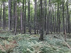 469_iP_180821_IMG_2533