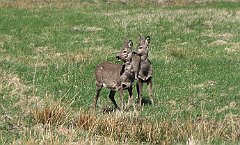 2018_04_27_Glowczyce_Smoldzino